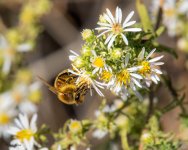 Bee-400.jpg