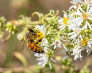 Bee-401.jpg