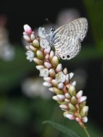 Hairstreak2.jpg