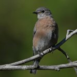 Bluebird4.jpg