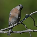 Bluebird3.jpg