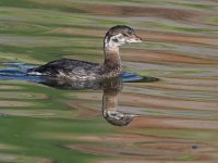 Grebe2.jpg
