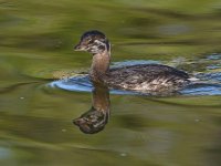 Grebe5.jpg