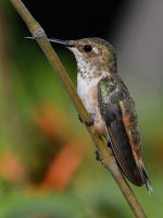 Hummer3.jpg