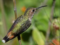 Hummer9.jpg
