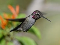 Hummer5.jpg