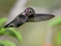 Hummer6.jpg