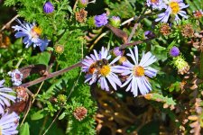 500_0420_01_LSh_cr_sm.jpg
