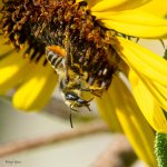 BeeMandibles-400.jpg