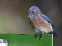 Bluebird2.jpg