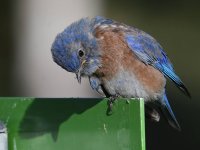 Bluebird3.jpg