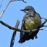 Kingbird5.jpg