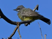Kingbird8.jpg