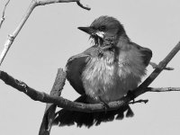 KingbirdBW.jpg