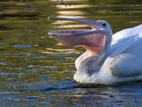 Pelican5.jpg