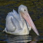 Pelican15.jpg