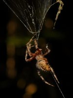 Spider3.jpg