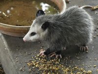 Possum2.jpg