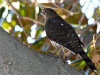 CoopersHawk2.jpg