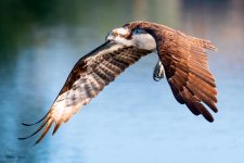 OspreyFlight-400.jpg