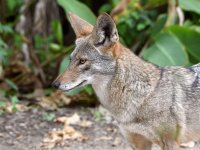 Coyote.jpg
