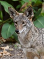 Coyote2.jpg