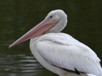Pelican.jpg