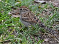 Sparrow2.jpg