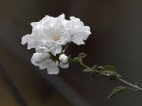WhiteFlower.jpg