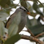 Sparrow3.jpg