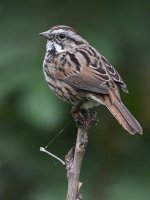 Sparrow6.jpg
