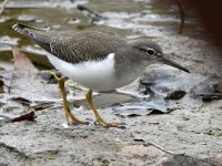 SpottedSandpiper2.jpg