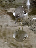 SpottedSandpiper4.jpg