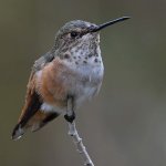 Hummer5.jpg