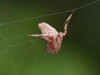Spider2.jpg