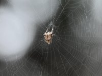 Spider.jpg