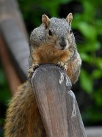 Squirrel.jpg