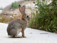 Bunny.jpg
