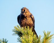 CrowMorning-400.jpg