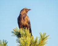 CrowMorning-401.jpg