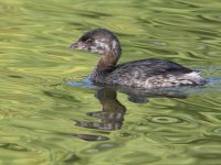Grebe.jpg