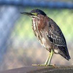 GreenHeron.jpg