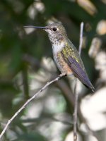 Hummer.jpg