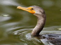 Cormorant2.jpg