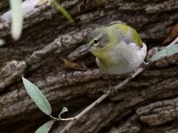 TennesseeWarbler.jpg