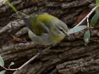TennesseeWarbler2.jpg