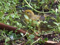 YellowWarbler2.jpg