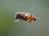 HoverFly.jpg