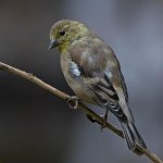 AmericanGoldfinch7.jpg