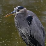 BlueHeron2.jpg